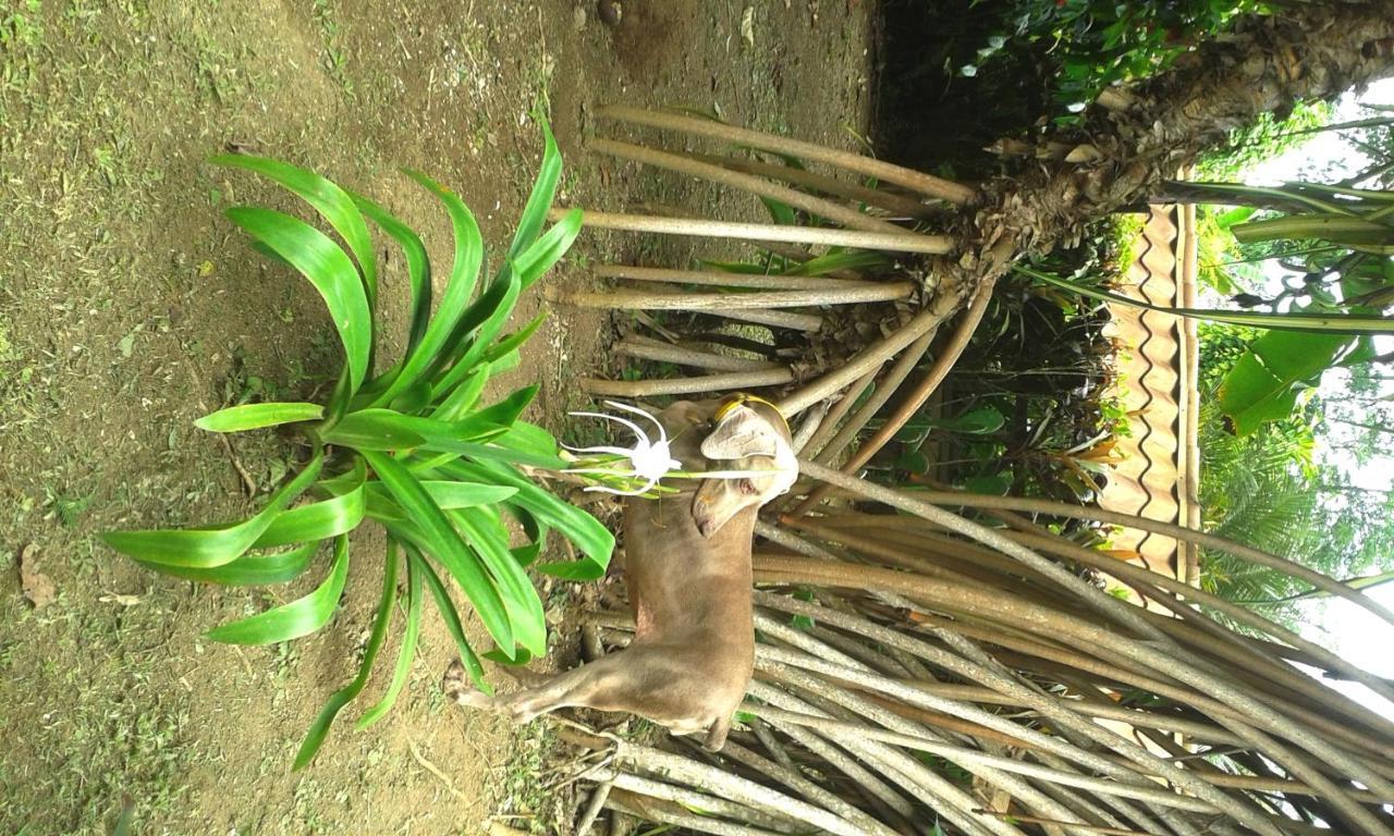 Casa Marcellino Lodge Cahuita Bagian luar foto