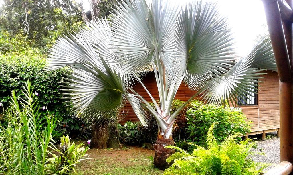 Casa Marcellino Lodge Cahuita Bagian luar foto